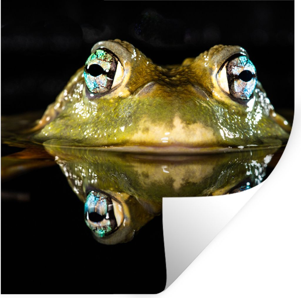 MuchoWow Wandtattoo Wandsticker Wandaufkleber Frosch - Augen - Porträt 50x50 cm Selbstklebend und Repositionierbar
