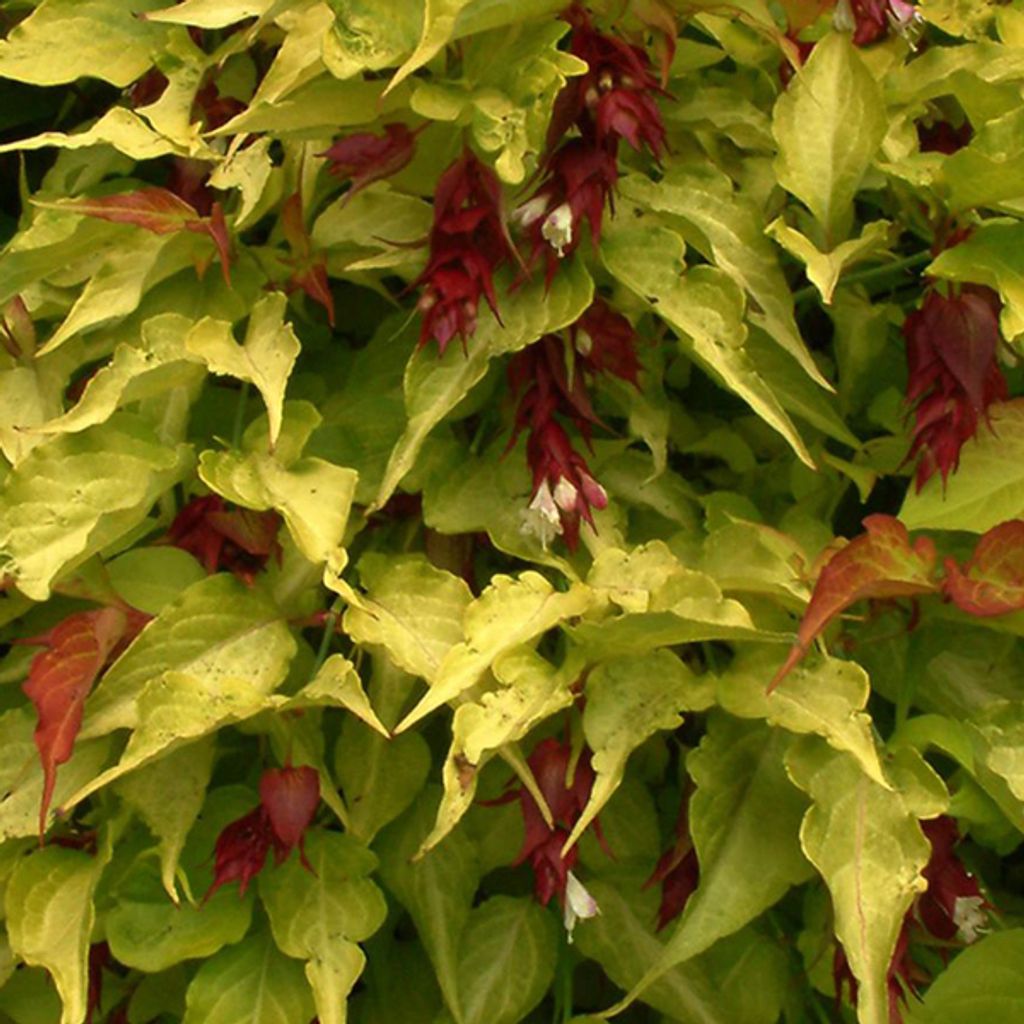 2 x Schöne Leycesterie - Leycesteria formosa 'Golden Lanterns' | 40-50 cm in Container