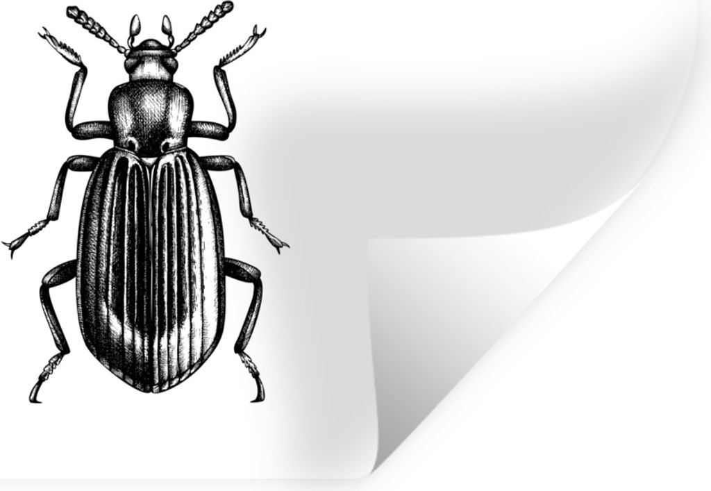 MuchoWow Wandtattoo Wandsticker Wandaufkleber Käfer - Tiere - Vintage 80x40 cm Selbstklebend und Repositionierbar - Aufkleber