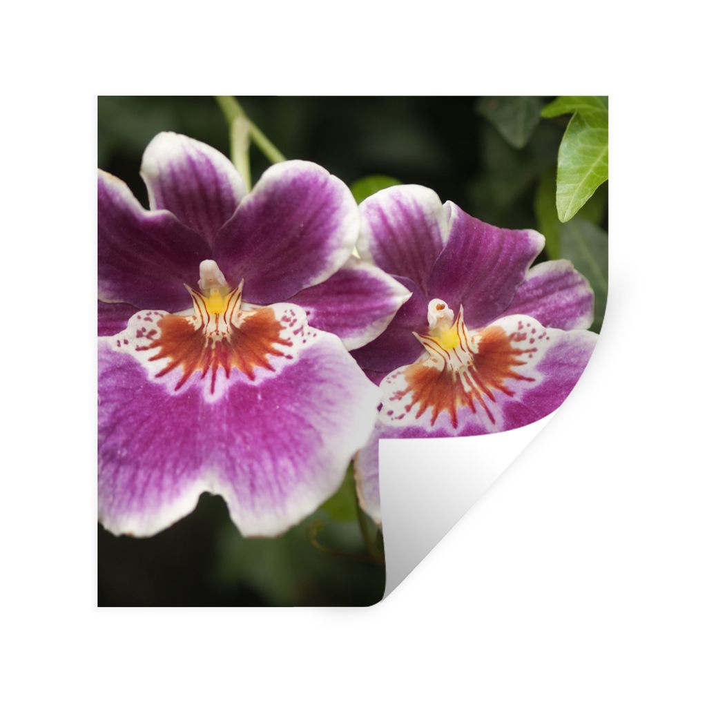 MuchoWow Wandtattoo Wandsticker Wandaufkleber Wilde Orchidee 100x100 cm Selbstklebend und Repositionierbar - Wierderverwendbar - Selbstklebend