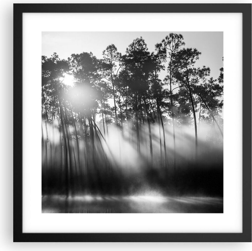Gerahmtes Poster - Schwarzer Rahmen - Wald Kiefer Sonne - 40x40 cm - Wand Bild - Wanddeko - Wandbilder - Kunstposter - Wandposter - Bilderrahmen - ...