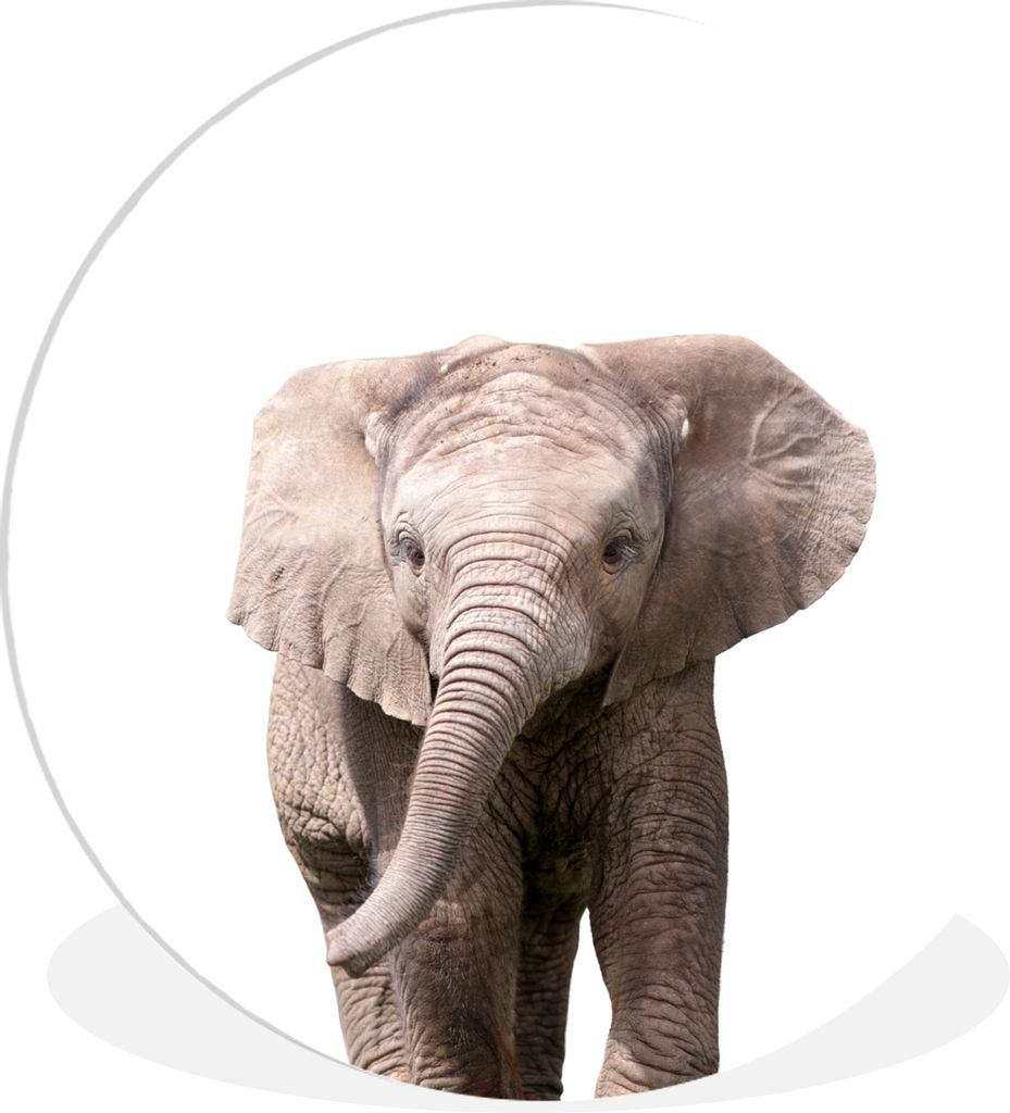 MuchoWow Rundes Wandbild - Runde Bilder Elefant - Kinder - Weiß - Jungen Ø 90 cm Kreis Wanddekoration Kunststoff - Wandkreis - Wandschmuck - Wa...