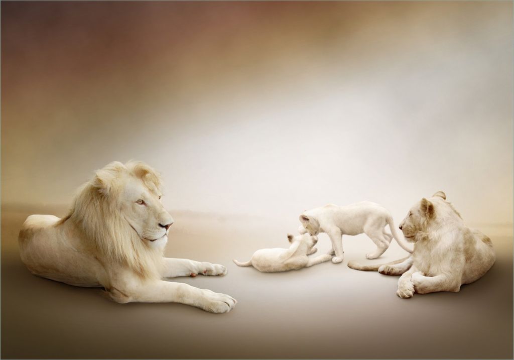 Wallario selbstklebendes Poster - Löwenfamilie mit Jungtieren, Größe: 70 x 100 cm