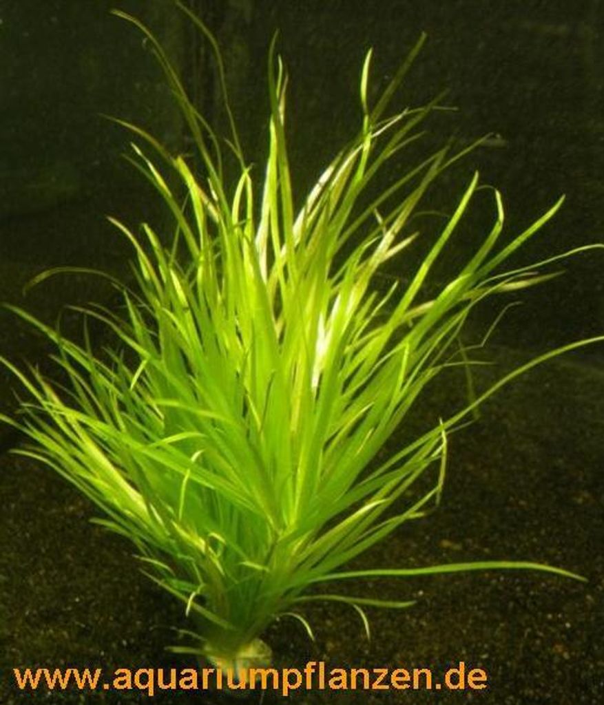 5 Bund Blyxa japonica, kleines Blyxkraut, Aquarium