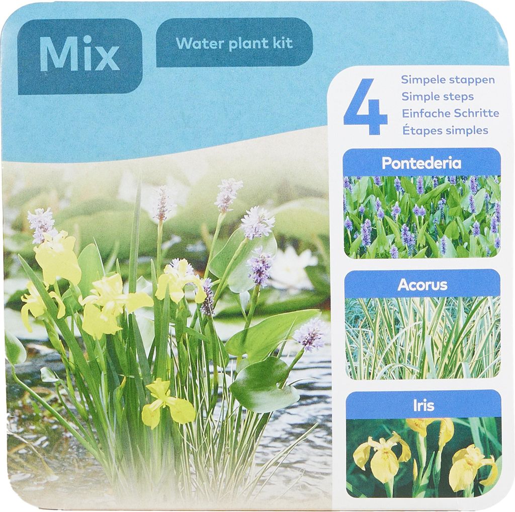 Bloomique - Lot de 3 Plantes de Bassin - Pontédérie - Image du produit 