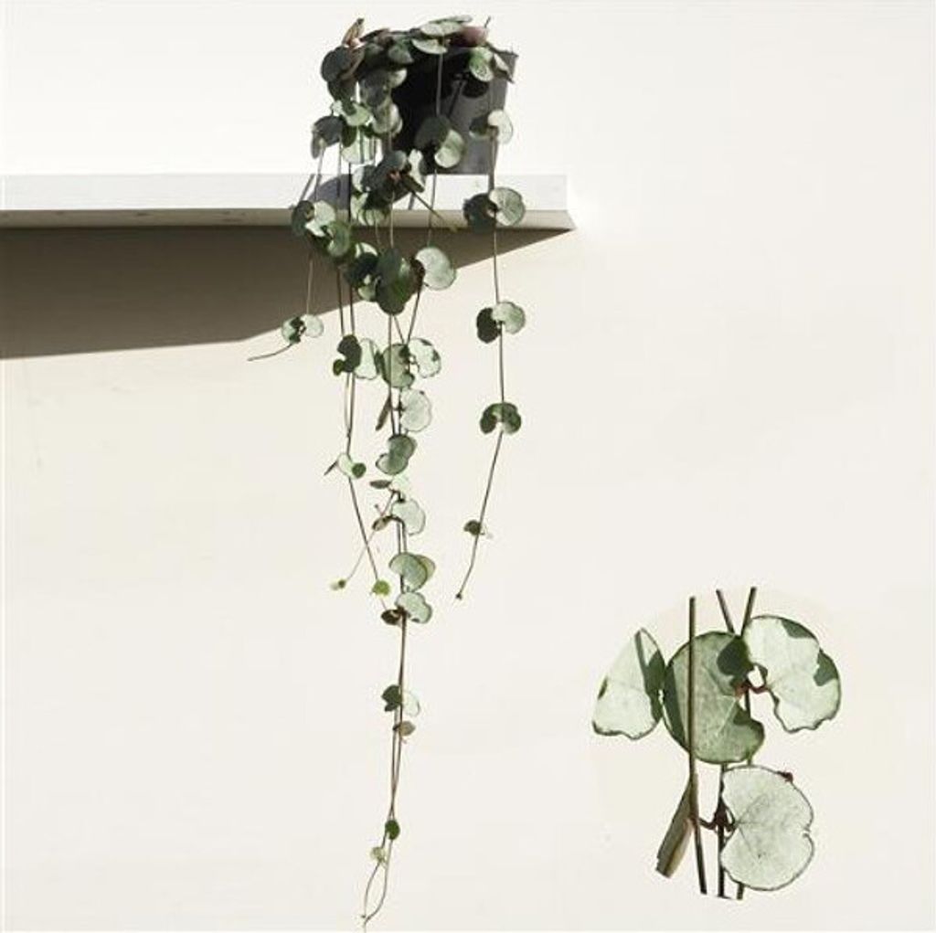 Ceropegia woodii Silver Glory 20-24 cm - Leuchterblume - Produktbild 1