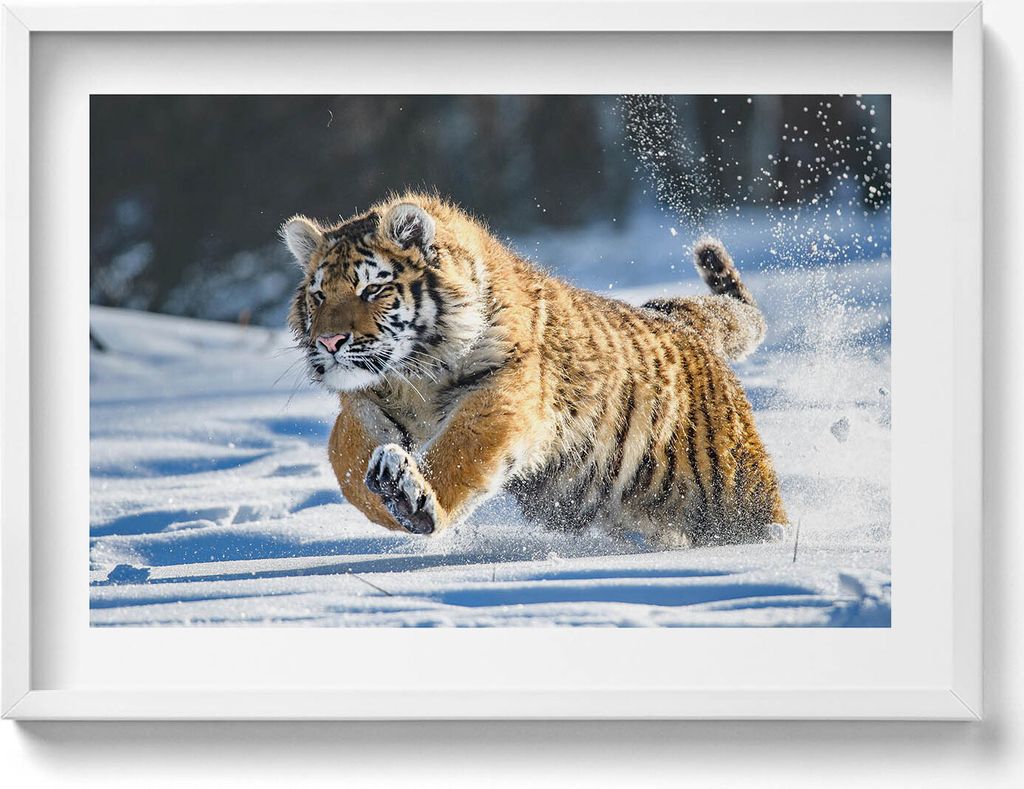 Puffiger Tiger im Schnee– Wandbild mit Rahmen – Gerahmtes Bild – Wanddekoration – 70x50 cm – Schwarz Rahmen