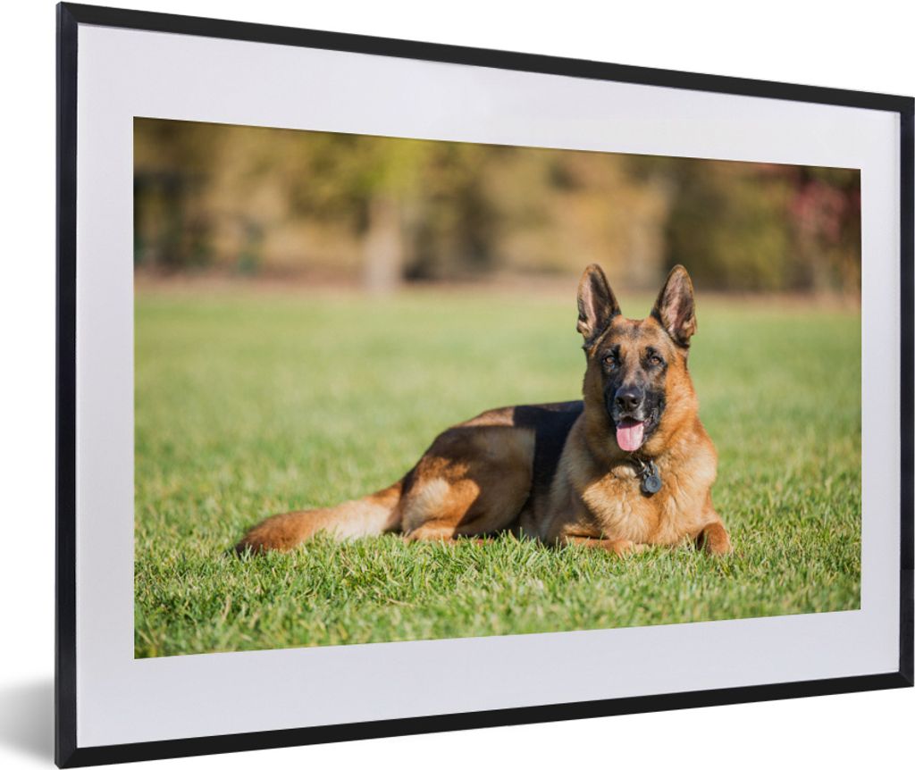 MuchoWow MuchoWow Gerahmtes Poster Deutscher Schäferhund im Gras liegend 60x40 cm - Poster mit zchwarzem Bilderrahmen - Schlafzimmer - Plakat ...