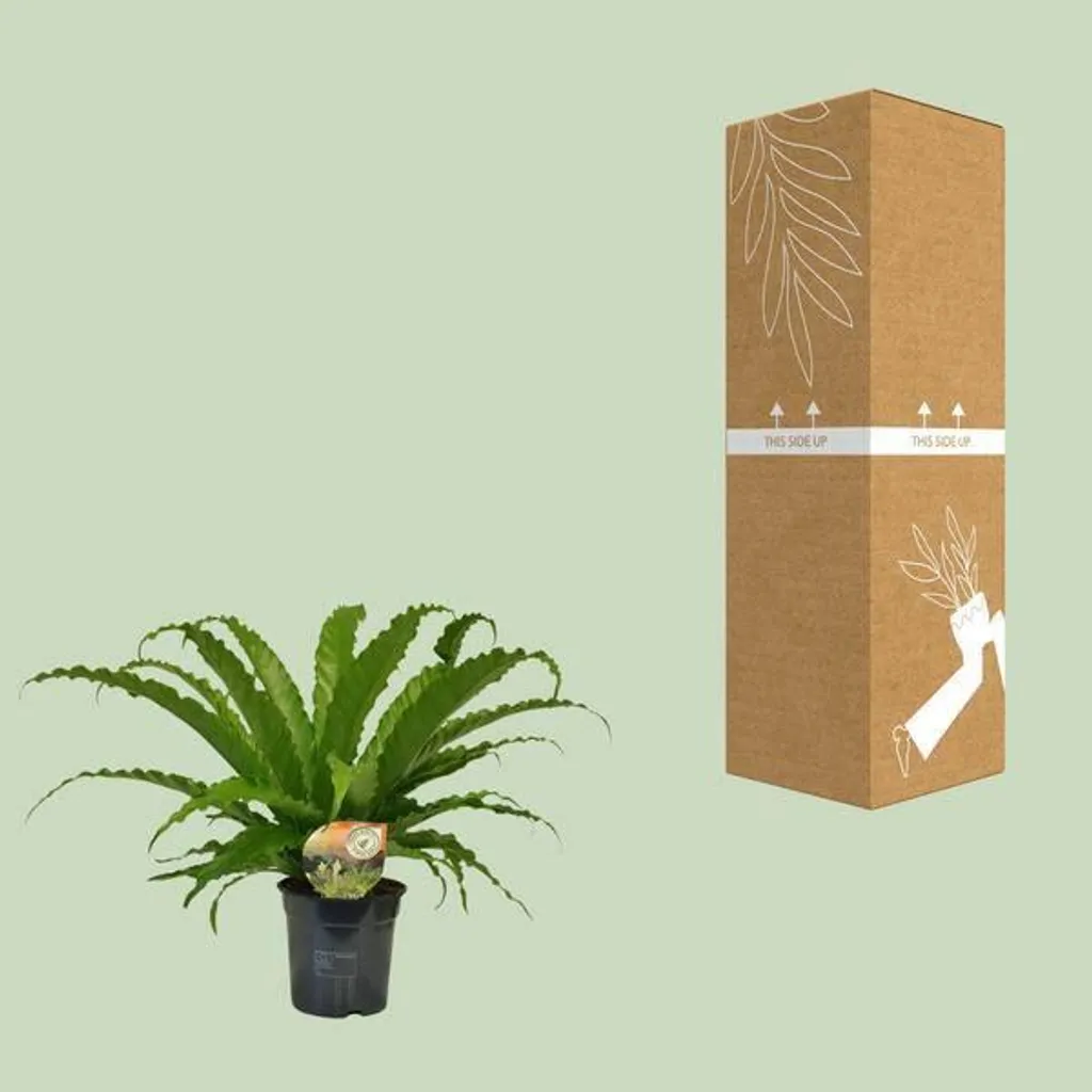 Plante verte Fougère Asplenium Osaka de 40cm pour décoration maison