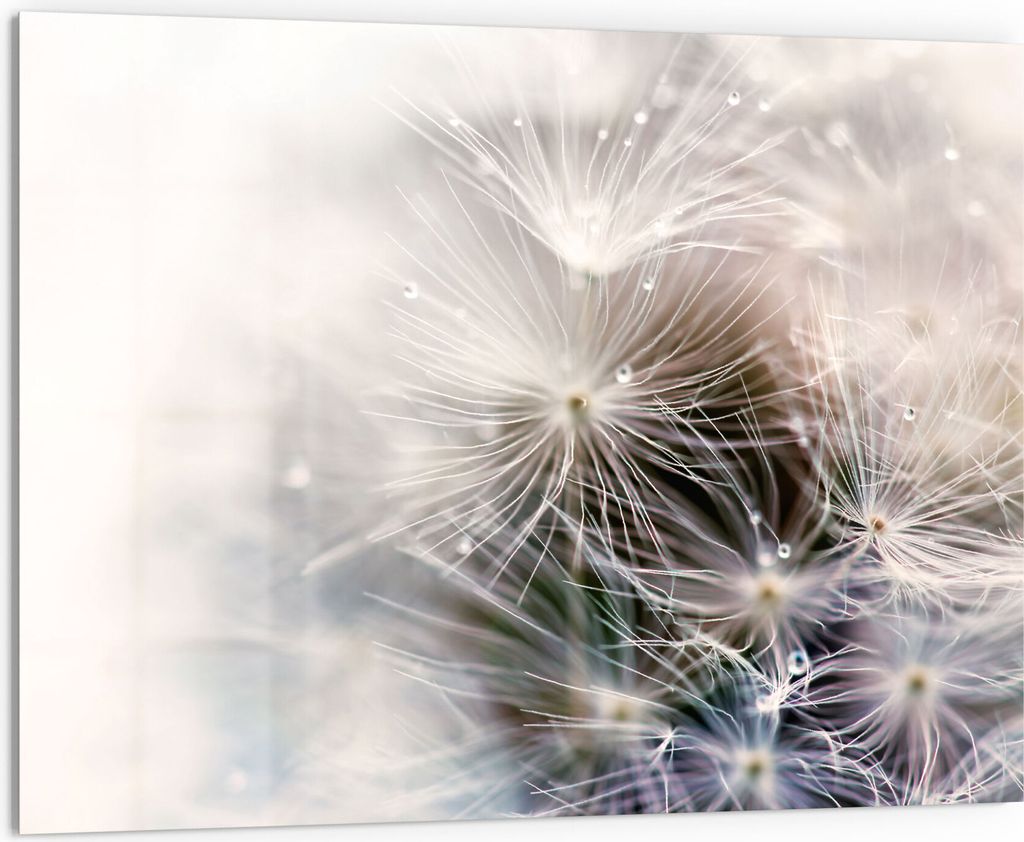 DEQORI Küchenrückwand Glas 80x60 cm 'Detailaufnahme Pusteblume' Spritzschutz Bad Rückwand