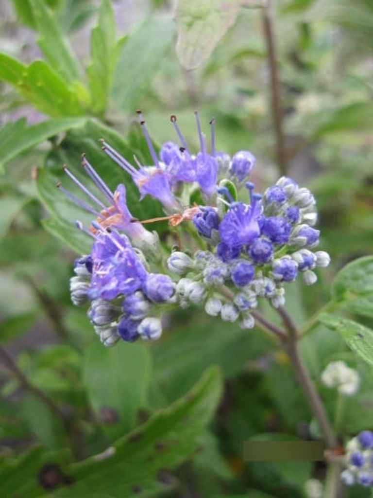 Caryopteris clandonensis Grand Bleu - Bartblume Grand Bleu - 30-40cm
