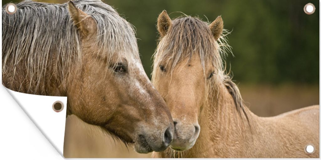 MuchoWow 80x40 cm Outdoor-Poster Gartendeko Sichtschutz Garten Poster für den Garten Nahaufnahme von kuschelnden Fjordpferden