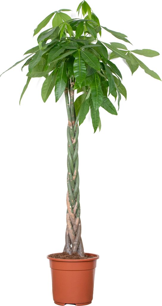 Bloomique - Pachira Aquatica - Glückskastanie - Produktbild 
