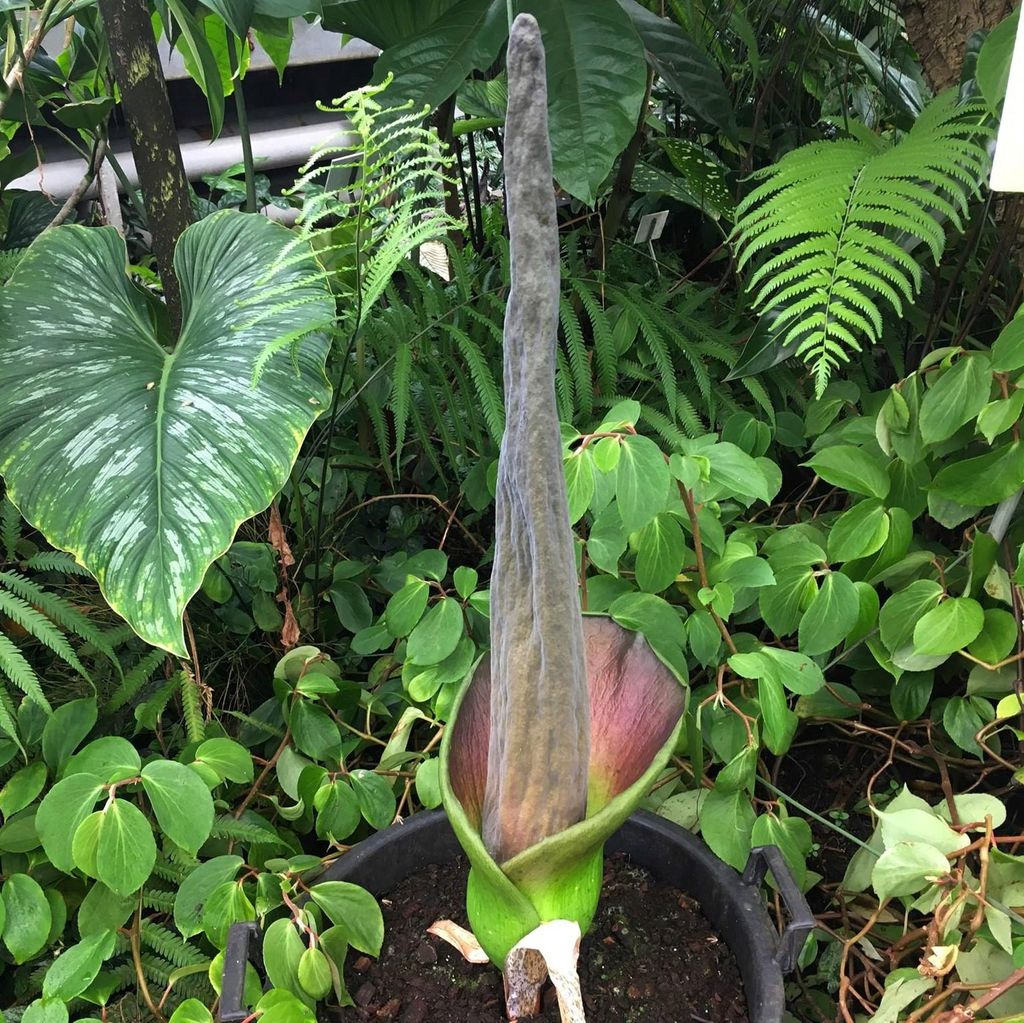 Aronstab (Amorphophallus lambii) - 1 gekeimter Samen