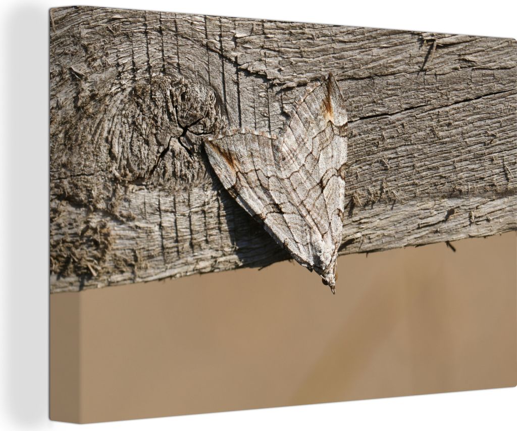 OneMillionCanvasses - Leinwandbilder - 140x90 cm, Camouflage - Motte - Holz, Wandbilder Kunstdruck Wanddekoration - Foto auf Leinwand - Gemälde ...