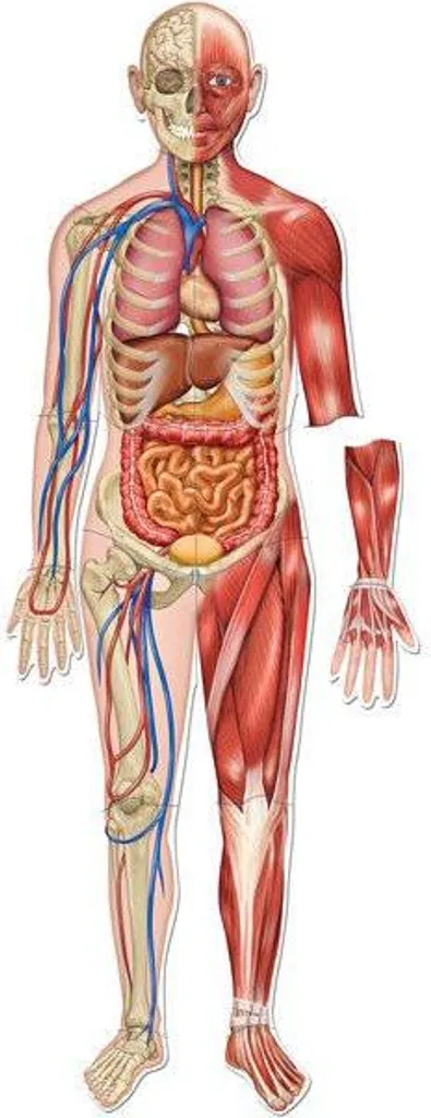 Comprendre l'anatomie facilement - Modèle de corps humain magnétique
