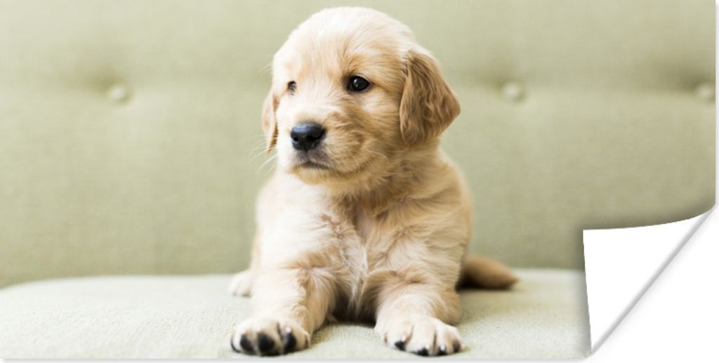 MuchoWow Poster Golden Retriever Welpe auf dem Sofa liegend 80x40 cm - Wanddeko
