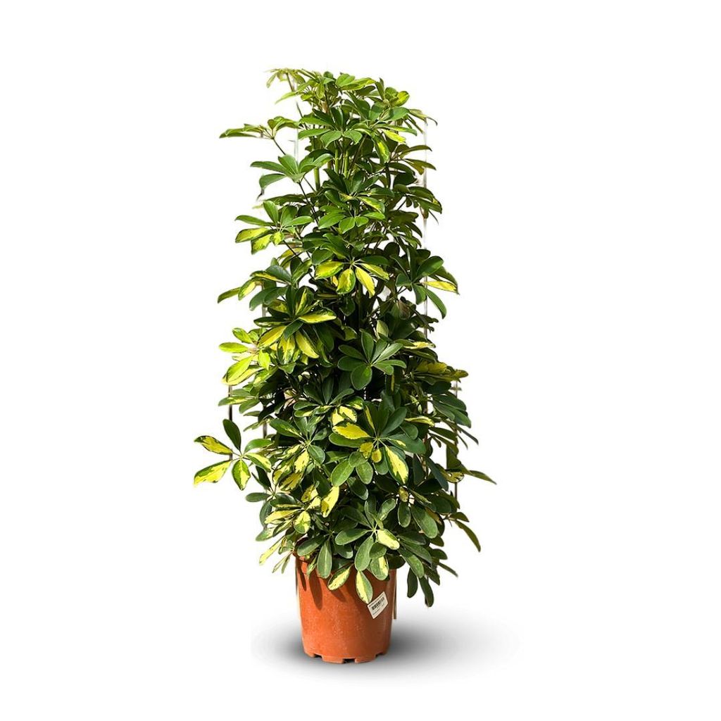 Schefflera gold - capella - ↕ 100-110 cm - ⌀ 19 cm - plante Image du produit 