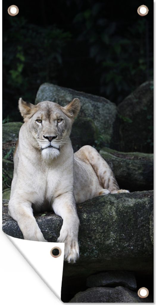 MuchoWow 40x80 cm Outdoor-Poster Gartendeko Sichtschutz Garten Poster für den Garten Löwe - Wilde Tiere - Porträt