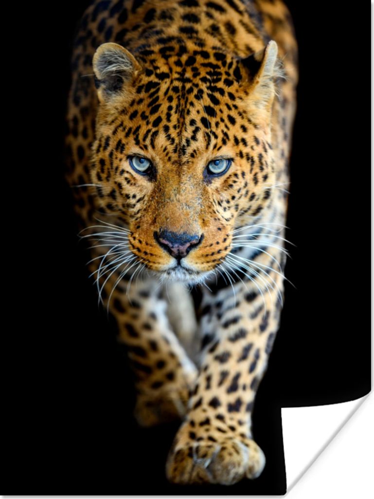 MuchoWow Poster Leopard - Tiere - Porträt - Wildtiere - Schwarz 30x40 cm - Wandplakat - Poster Kinderzimmer