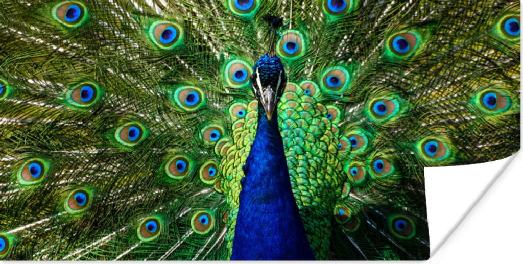 MuchoWow Poster Pfau - Federn - Augen - Blau 40x20 cm - Poster für die Wand - Poster Schlafzimmer