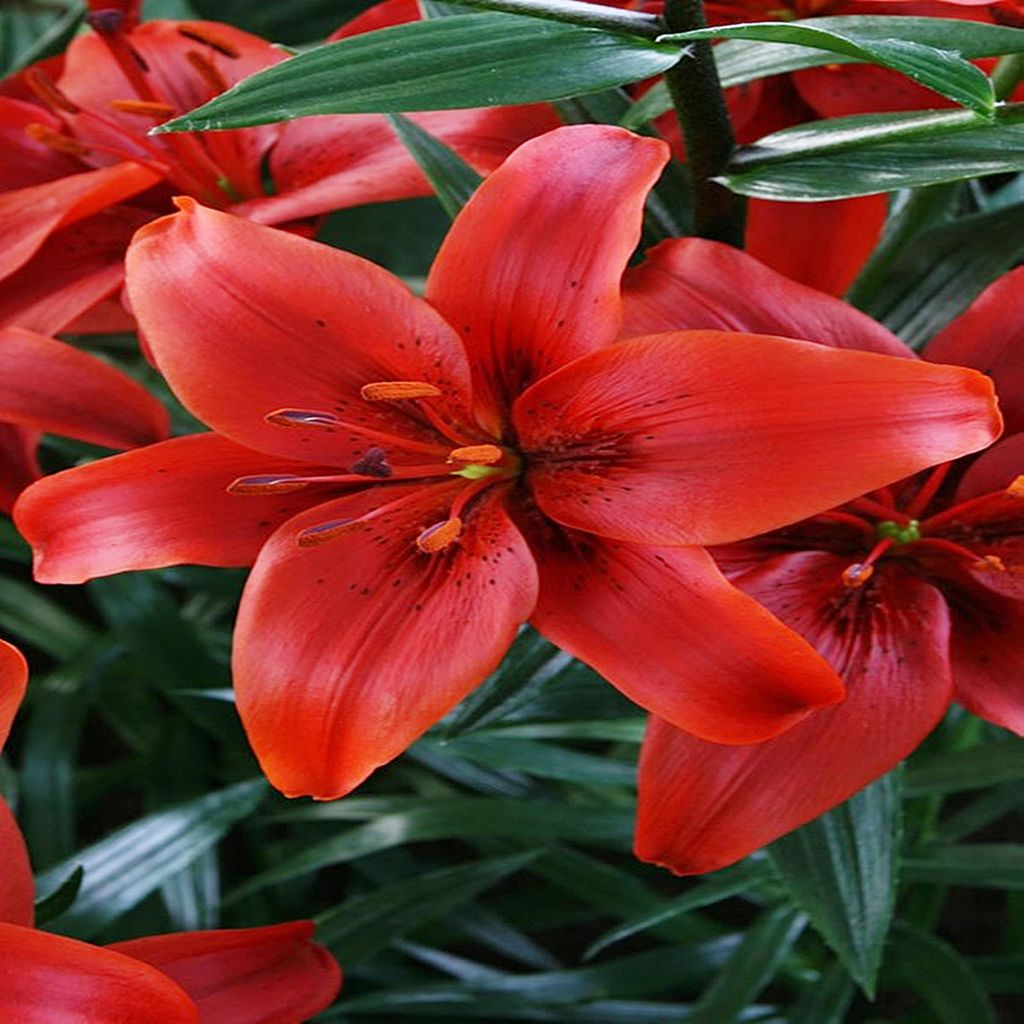Giglio asiatico della contea rosso 1 pz Gigli bulbi gigli Immagine del prodotto 