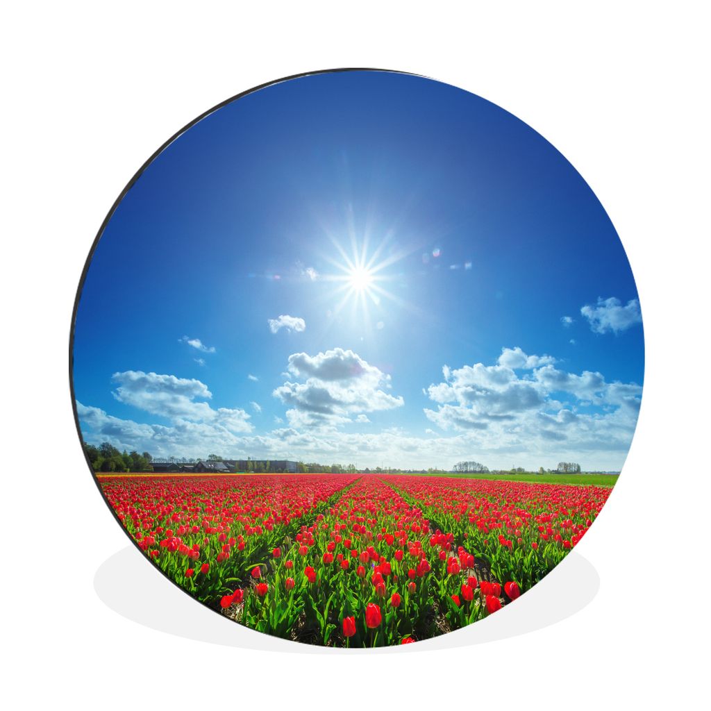 MuchoWow Aluminium Wandkreis Die Sonne scheint hell auf ein fein säuberlich angeordnetes Feld roter Tulpen Ø 30 cm Wanddeko Modern Wohnzimmer -...