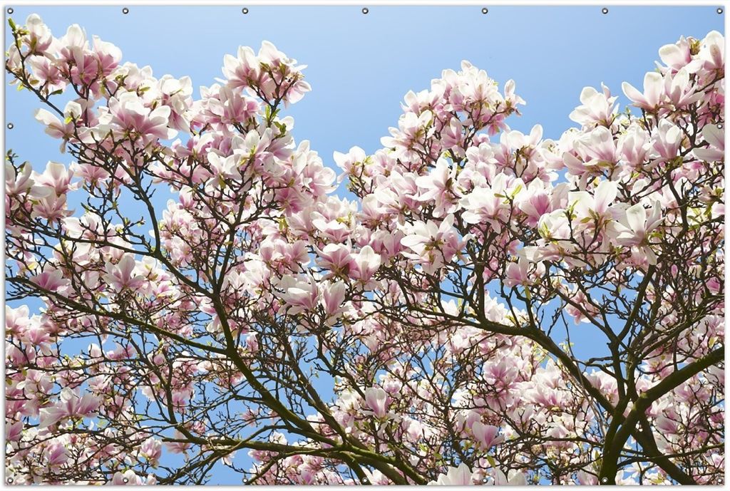 Wallario XXL Outdoor-Poster für Garten oder Balkon, Motiv Schöne rosa Magnolien-Blüten vor blauem Himmel, in ca. 300 x 200 cm