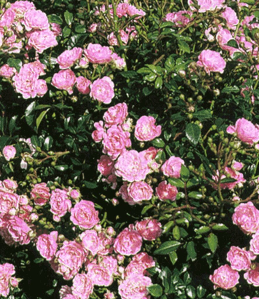 BALDUR Garten Rosen 'The Fairy', 1 Pflanze, Produktbild 1