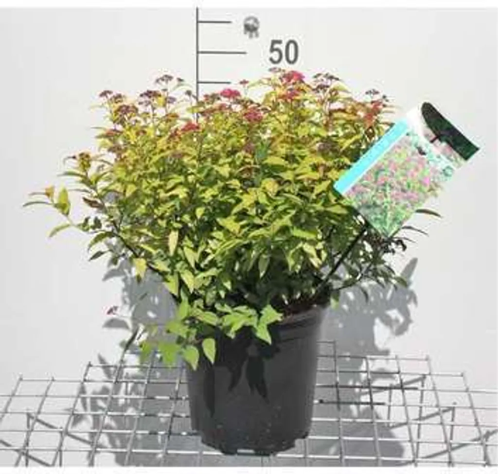 Spiraea japonica Goldflame - Spirée d'été 40-50 cm en Conteneur de Qualité