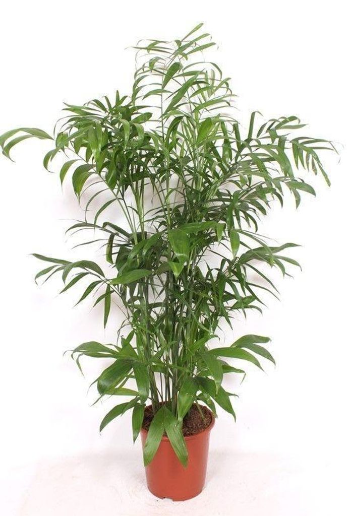 Chamaedorea seifrizii Bergpalme 170cm große Zimmerpflanze Zimmerpalme pflegeleicht für Wohnzimmer Büro Wintergarten tropische Palmenpflanze für...