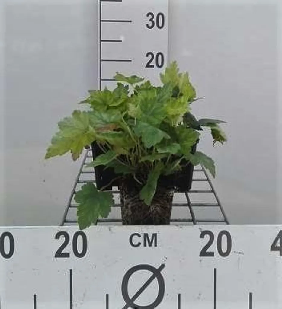 6 Heucherella alba Bridget Bloom - Fleur de mousse bâtarde - Pot 9cm