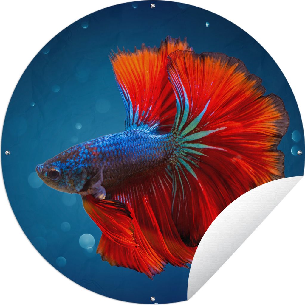 MuchoWow Gartenposter Outdoor-Poster Rund Fisch - Wasser - Rot Ø 60 cm Gartendeko Rundes Poster draußen