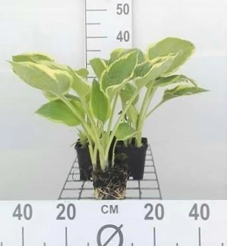 Hosta 'Aureomarginata' - Feuillage bicolore vert et or - Pack de 6 pots