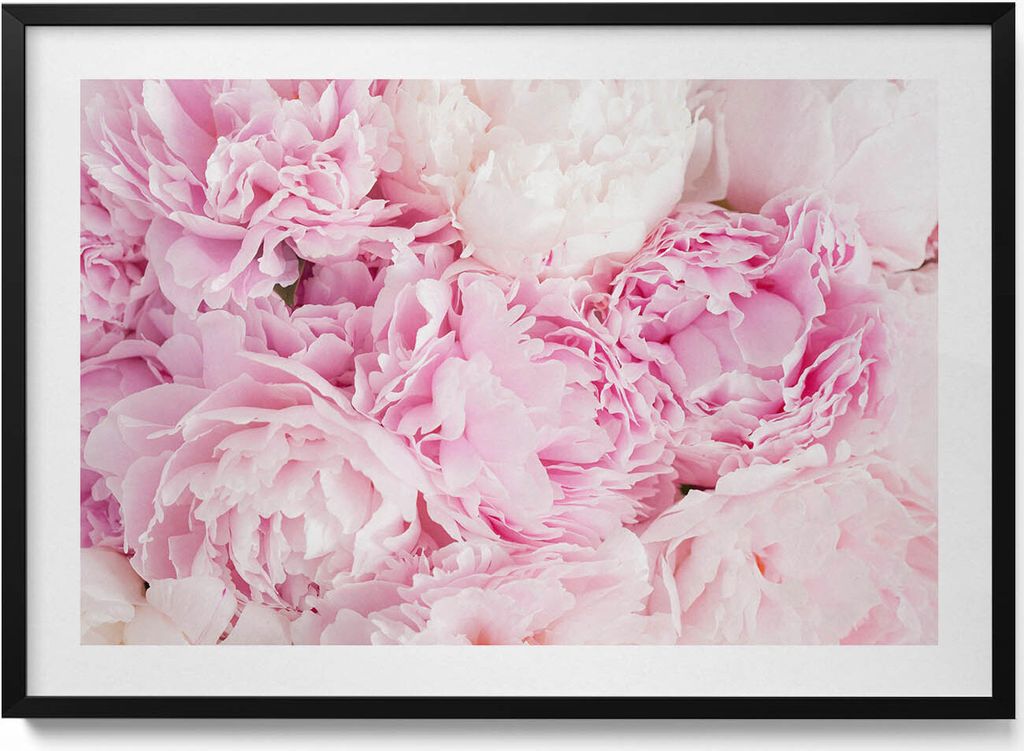 Zarte Pfingstrosenblüten– Wandbild mit Rahmen – Gerahmtes Bild – Wanddekoration – 100x70 cm – Schwarz Rahmen