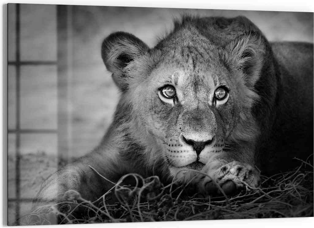 DEQORI Magnettafel Glas 60x40 cm 'Königliches Antlitz' beschreibbar Whiteboard Küche