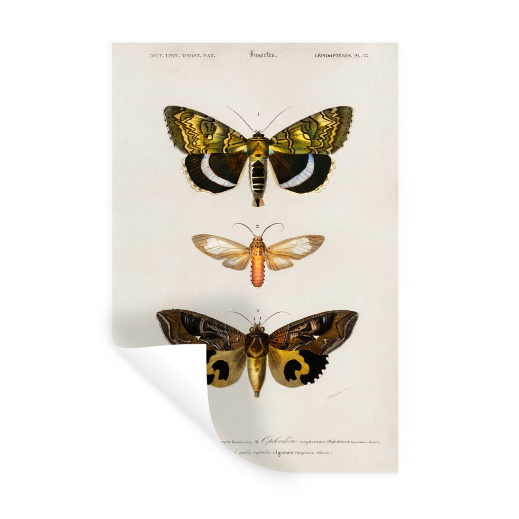 MuchoWow Wandtattoo Wandsticker Wandaufkleber Schmetterling - Vintage - Insekten 20x30 cm Selbstklebend und Repositionierbar - Sticker - Dekorfolie