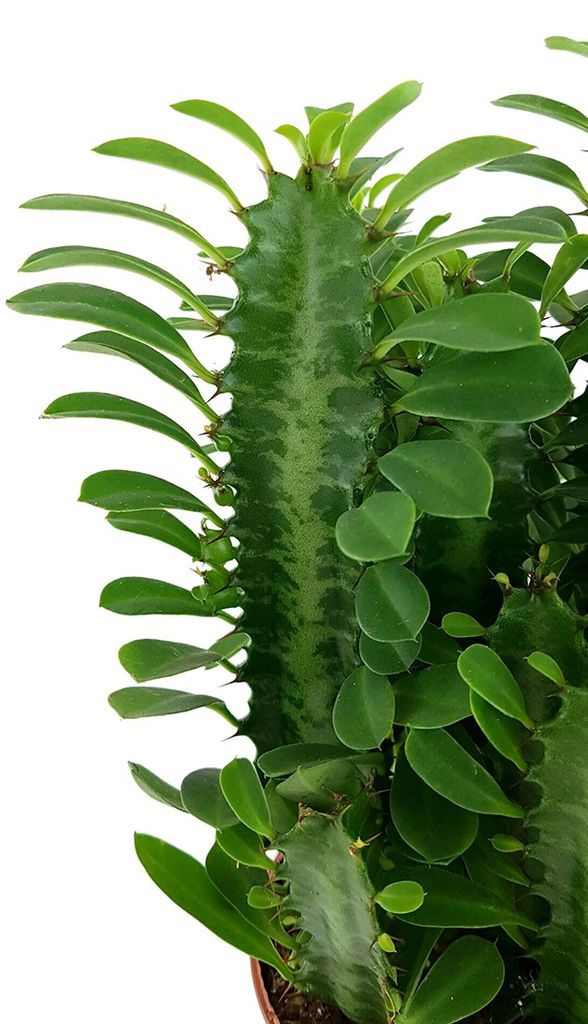 Euphorbia trigona Green pflegeleichte Sukkulente ca grüne dreikantige Wolfsmilch Zimmerpflanze 30 cm hoch 