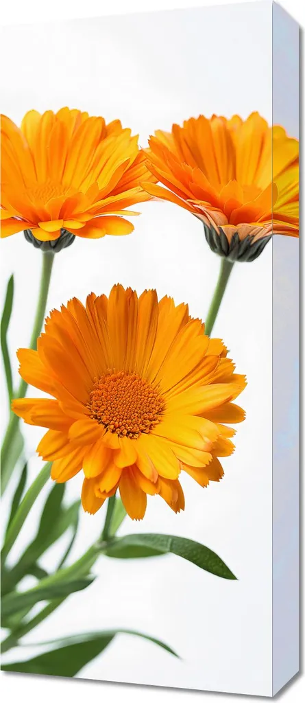 Image Fleurs de Soucis 30x70 cm - Couleurs Vives et Format Panoramique