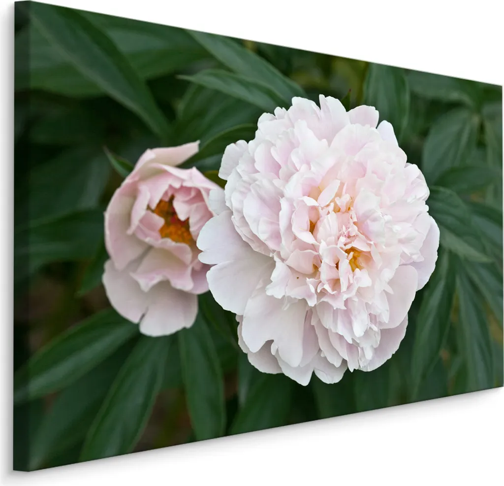 Quadro Fiori Peonie 70x50 - Tela d'Arte per Soggiorno e Camera XXL