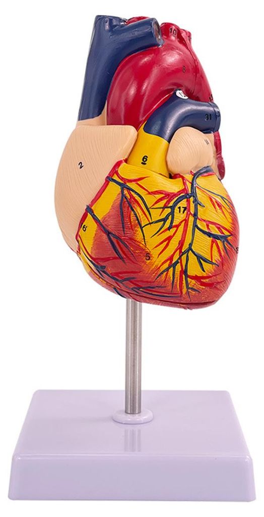 Anatomisches Herzmodell im Maßstab 1:1 in Lebensgröße, medizinisch-kardiovaskulär, 2-teilig