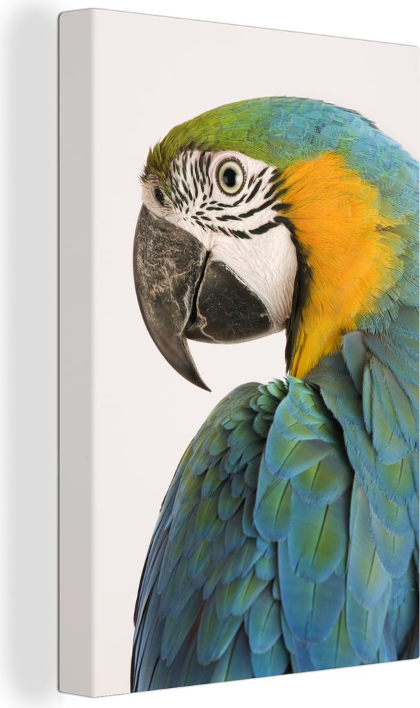 OneMillionCanvasses - Leinwandbilder - 90x140 cm, Eleganter blauer Arapapagei auf weißem Hintergrund, Wandbilder Kunstdruck Wanddekoration - Wan...