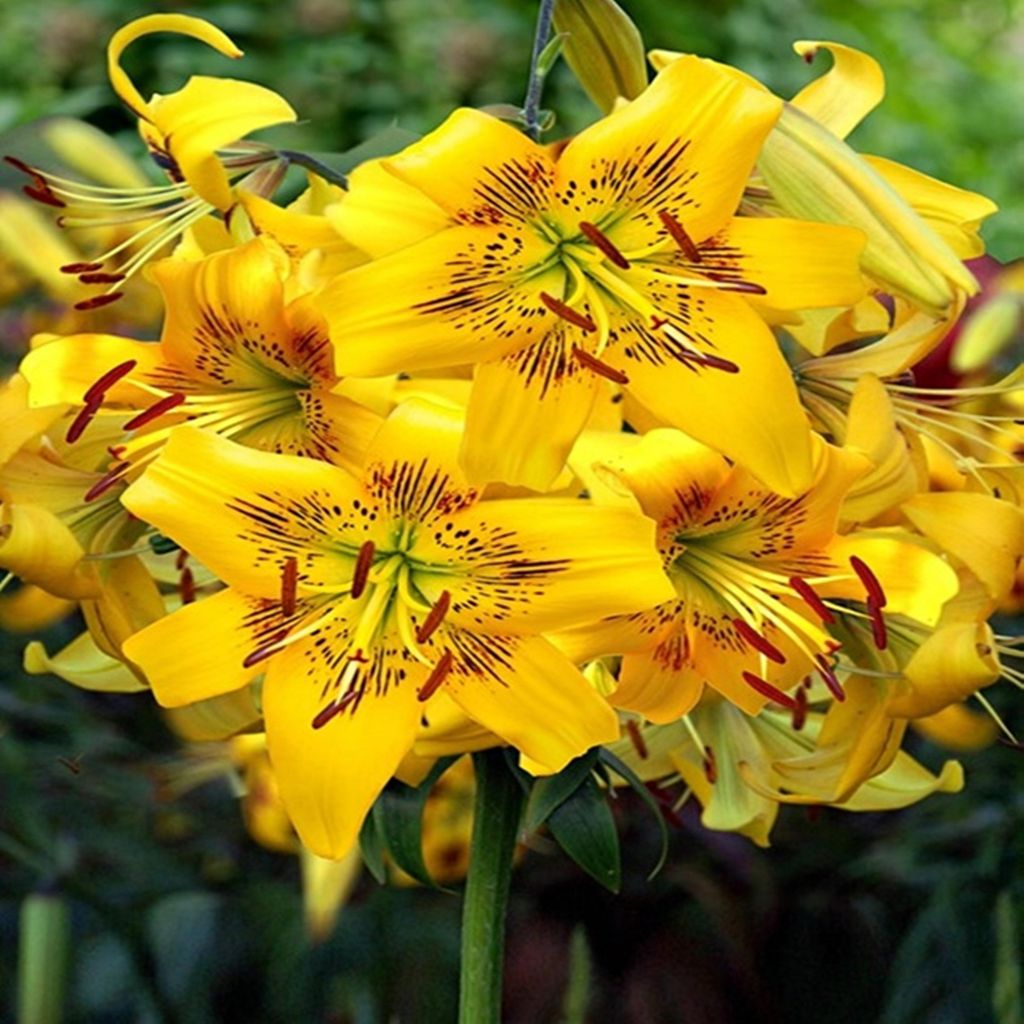 Lilie Blumenzwiebeln Zwiebeln Blumen Tigerlilie Yellow Bruse 1 St.