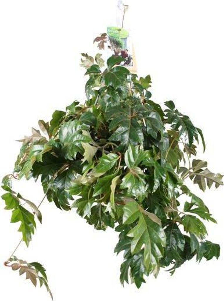Cissus Rhombifolia Ellen Danica Zimmerrebe Rankpflanze 70cm Ø17cm pflegeleicht