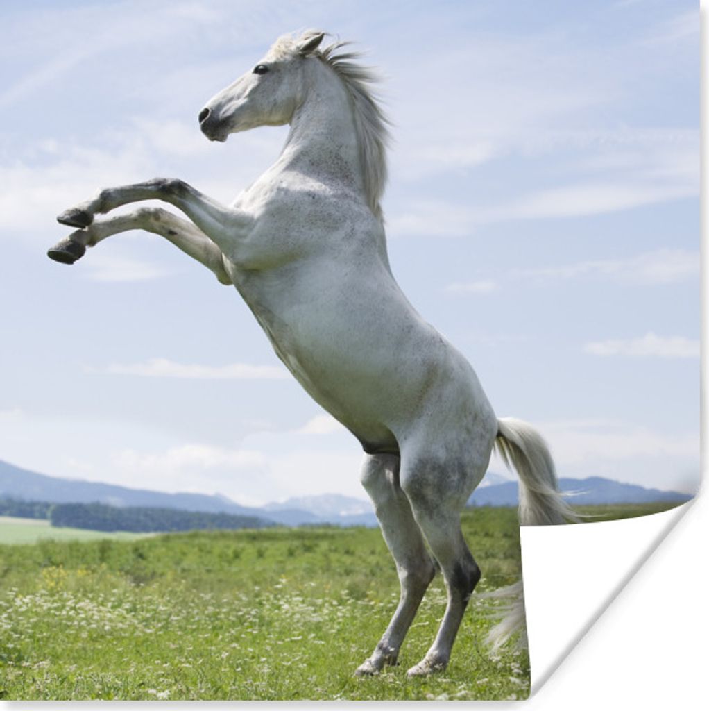 MuchoWow Poster Pferd - Aufzucht - Natur 75x75 cm - Wand Dekoration