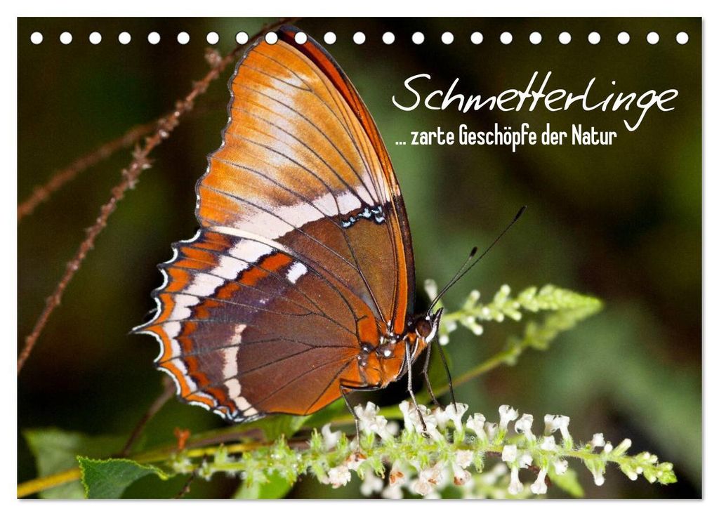 Schmetterlinge - zarte Geschöpfe der Natur (Tischkalender 2027 DIN A5 quer), CALVENDO Monatskalender