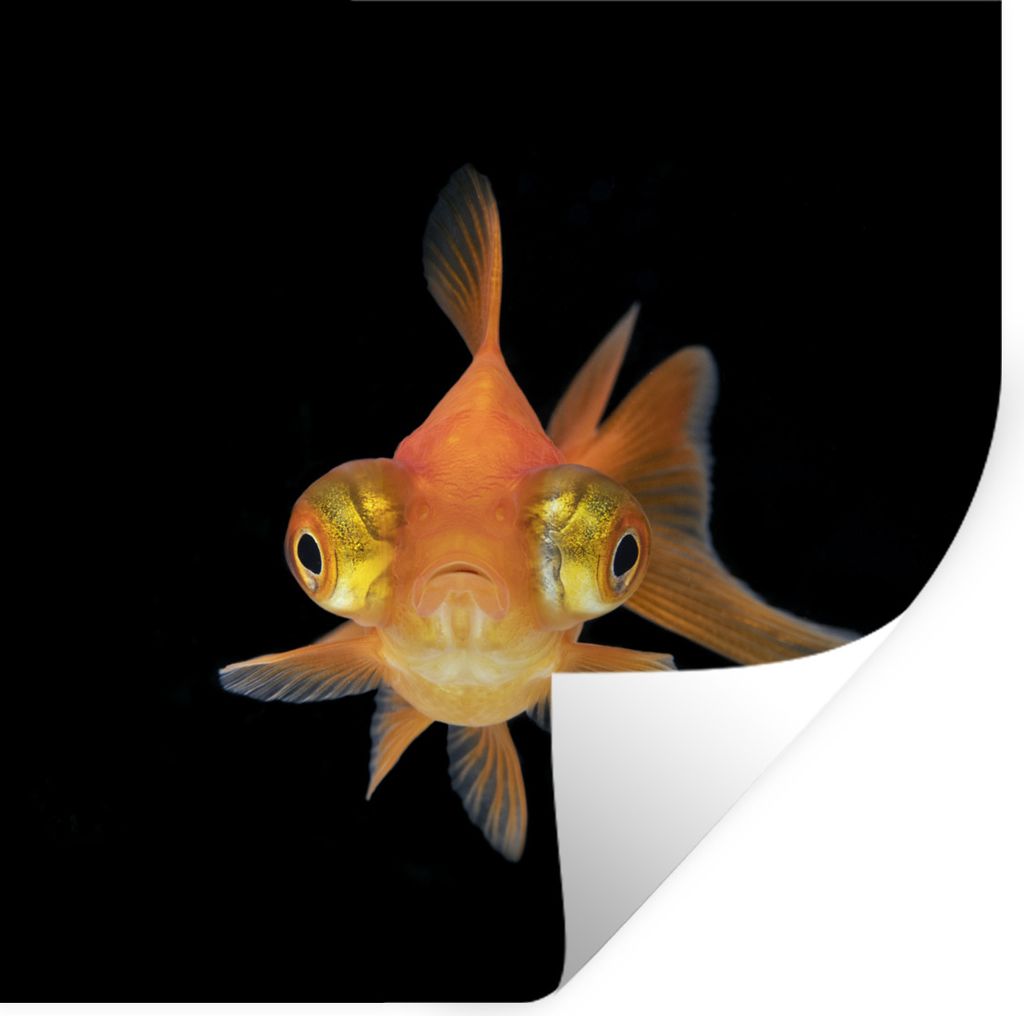 MuchoWow Wandtattoo Wandsticker Wandaufkleber Goldfisch - Meerestiere - Augen 50x50 cm Selbstklebend und Repositionierbar