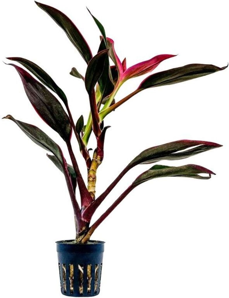 Terrarium Pflanze Cordyline red edge Paludarium Regenwald Produktbild 