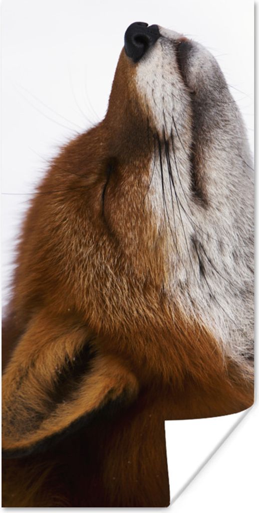 MuchoWow Poster Fuchs - Nase - Weiß 75x150 cm - Dekoration für die Wände