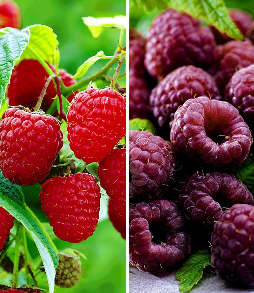 BALDUR Garten 2er Himbeeren-Kollektion, Pflanzen im Topf, 1x Himbeere TwoTimer Sugana und 1x Schwarze Himbeere 'Glen Coe', winterhart, ertragre...